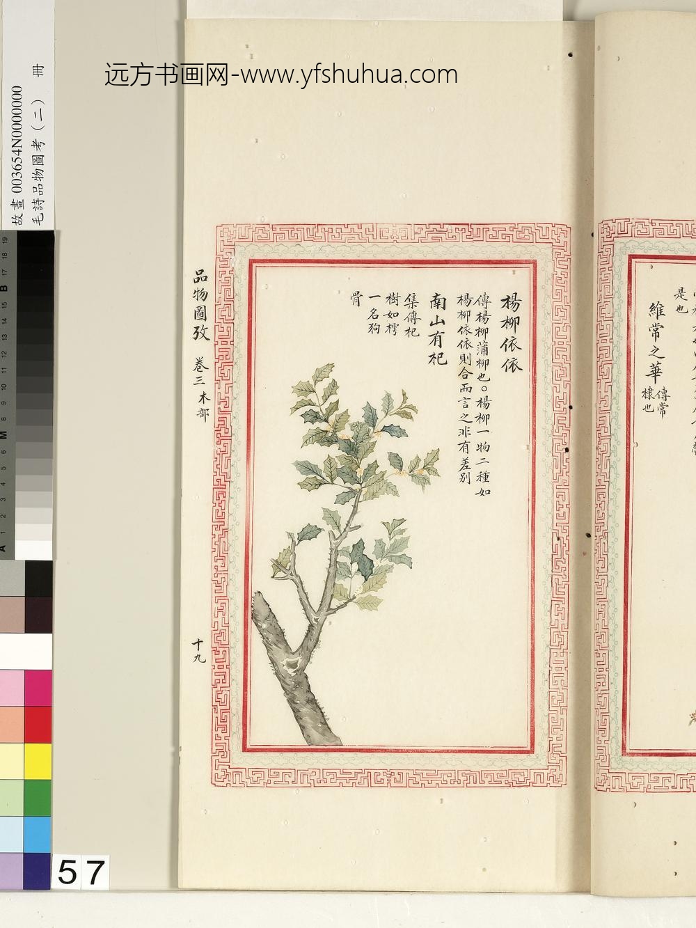 毛诗品物图考（二）册-杨柳依依南山有杞-