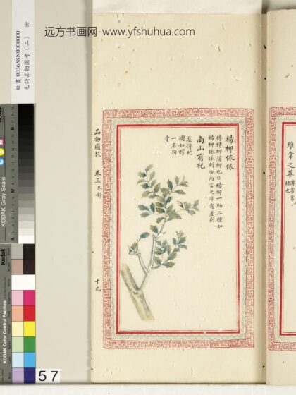毛诗品物图考（二）册 杨柳依依南山有杞 2.jpg