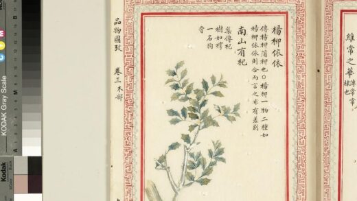 毛诗品物图考（二）册 杨柳依依南山有杞 2.jpg