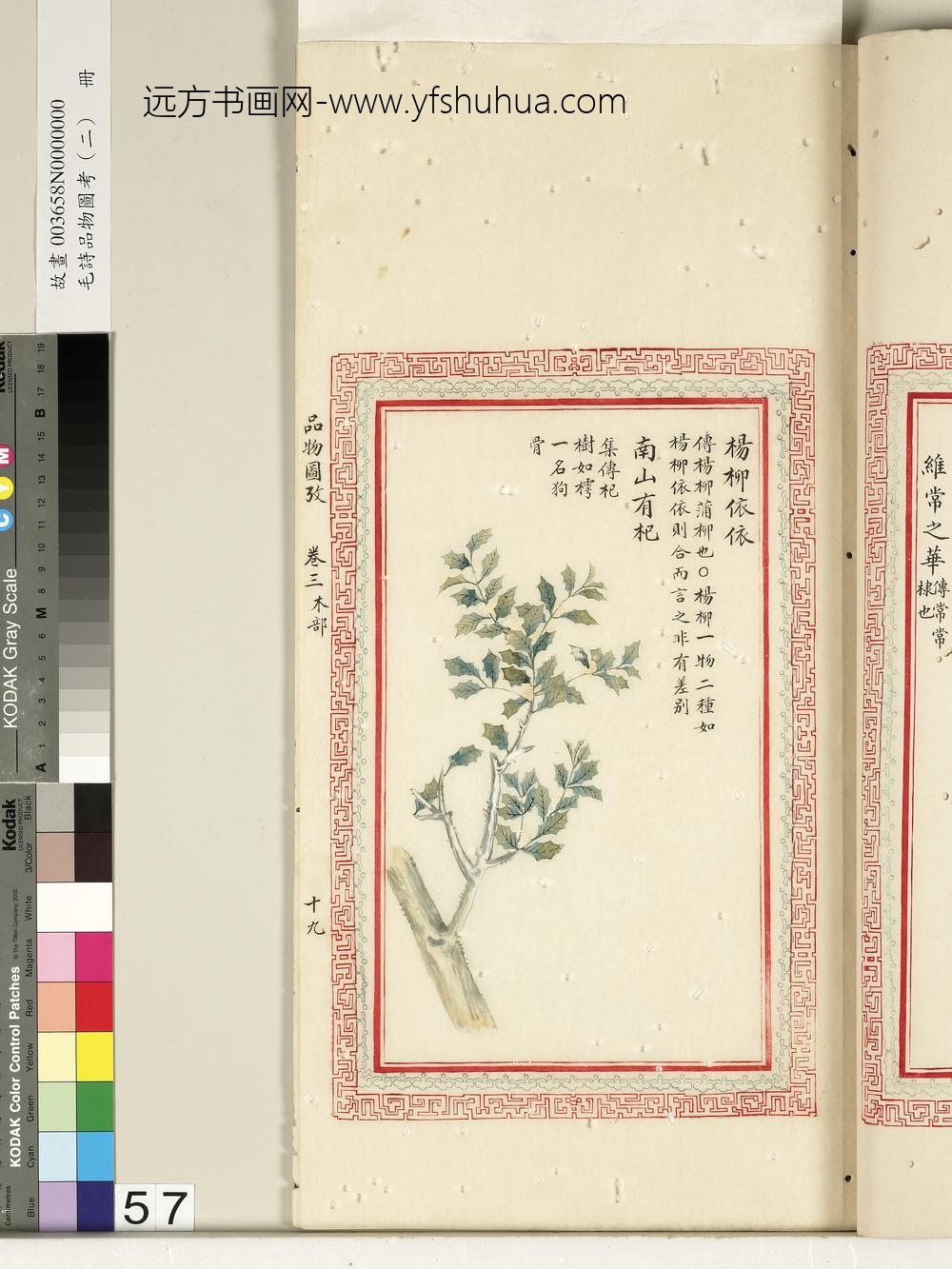 毛诗品物图考（二）册-杨柳依依南山有杞-