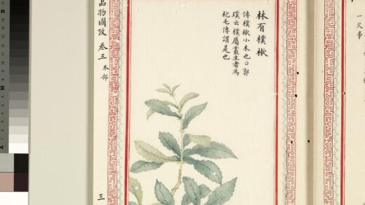 毛诗品物图考（二）册 林有朴樕 1.jpg