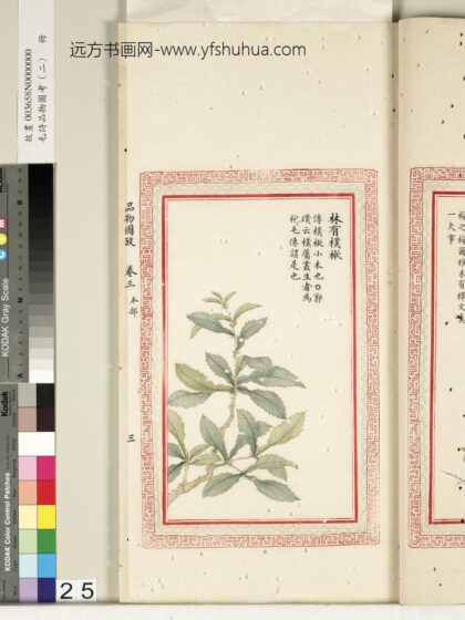 毛诗品物图考（二）册 林有朴樕 2.jpg