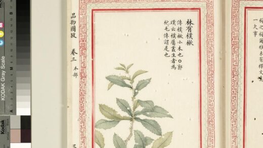 毛诗品物图考（二）册 林有朴樕 2.jpg