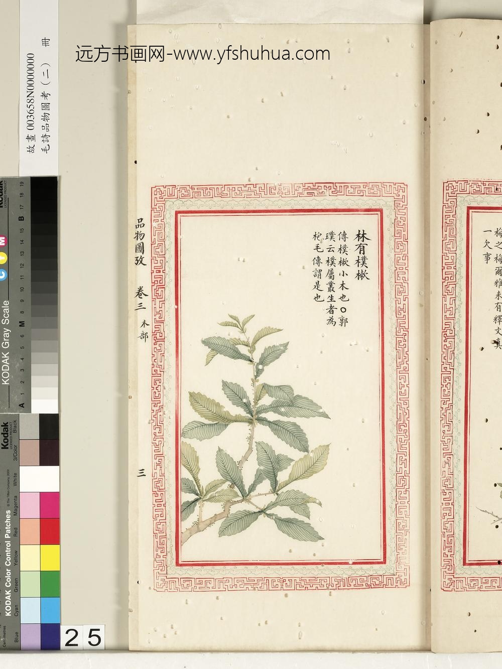 毛诗品物图考（二）册-林有朴樕-