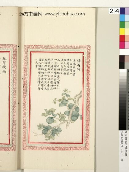 毛诗品物图考（二）册 标有梅 1.jpg