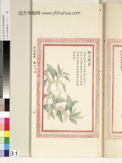 毛诗品物图考（二）册 树之榛栗 1.jpg
