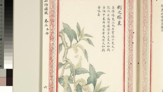 毛诗品物图考（二）册 树之榛栗 1.jpg