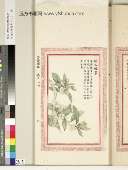 毛诗品物图考（二）册 树之榛栗 2.jpg