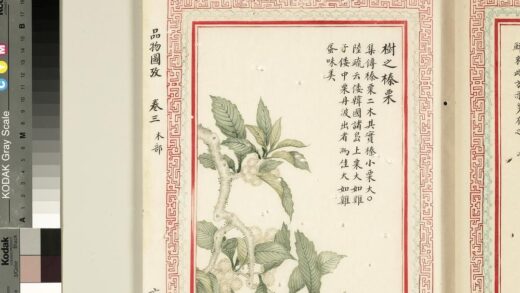 毛诗品物图考（二）册 树之榛栗 2.jpg