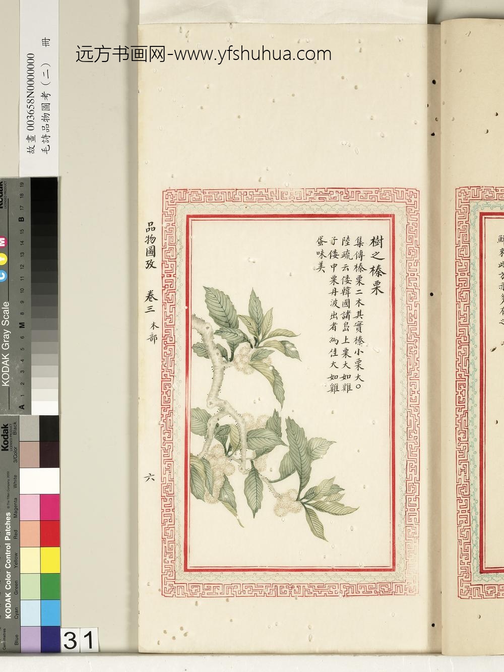 毛诗品物图考（二）册-树之榛栗-