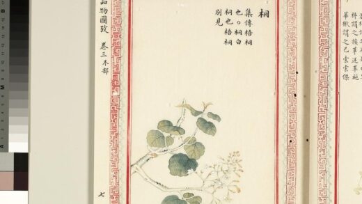 毛诗品物图考（二）册 桐 1.jpg