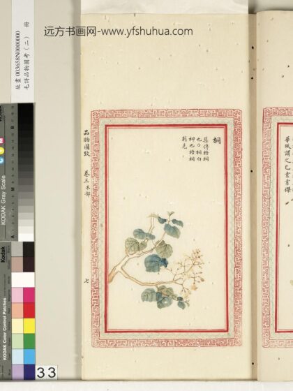 毛诗品物图考（二）册 桐 2.jpg