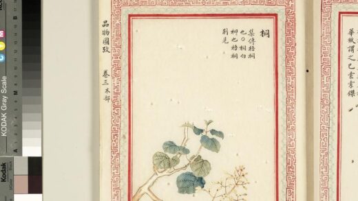 毛诗品物图考（二）册 桐 2.jpg