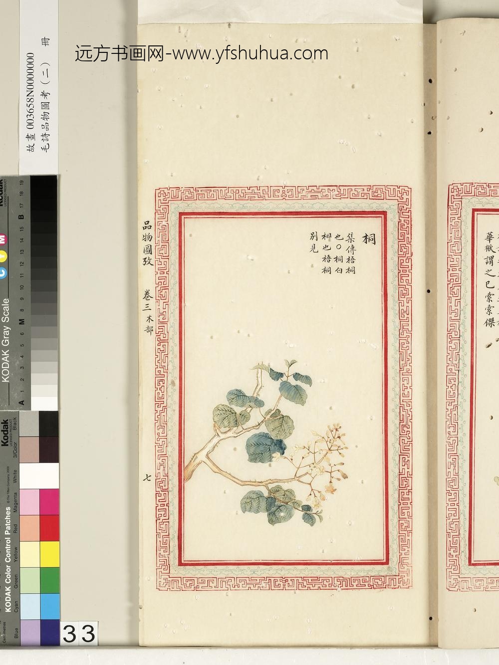 毛诗品物图考（二）册-桐-