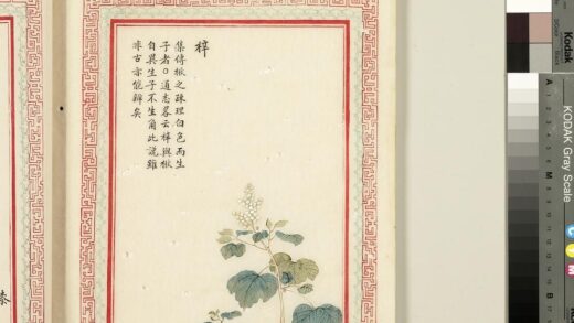 毛诗品物图考（二）册 梓 2.jpg