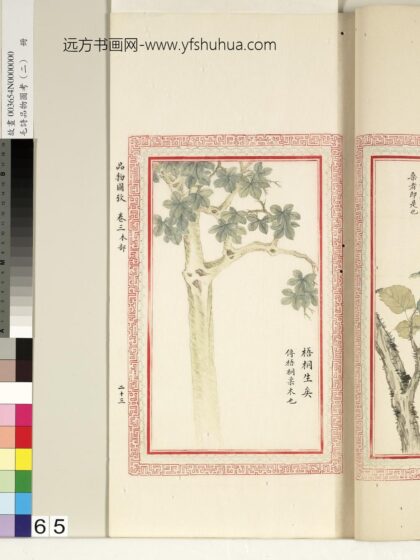 毛诗品物图考（二）册 梧桐生矣 1.jpg