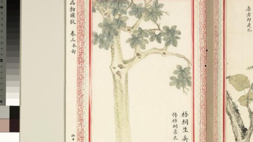 毛诗品物图考（二）册 梧桐生矣 1.jpg