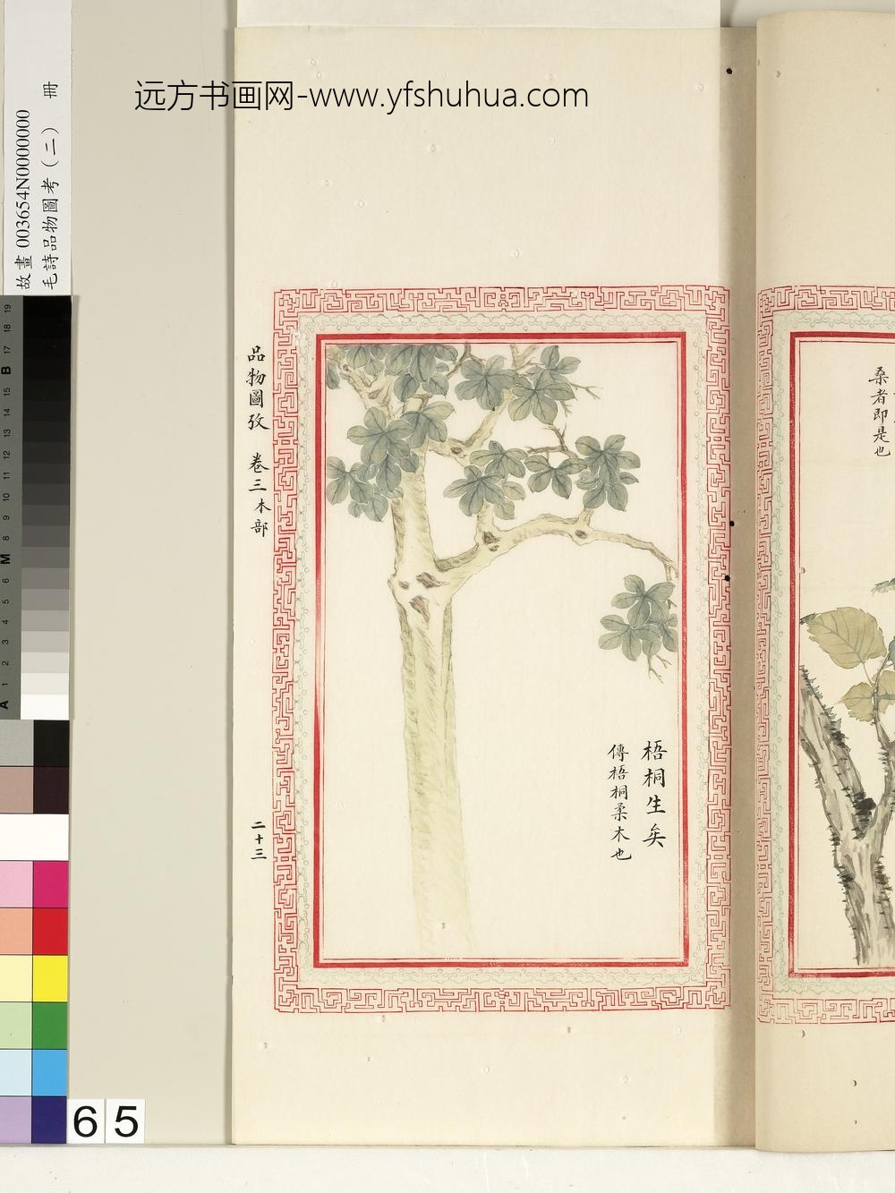 毛诗品物图考（二）册-梧桐生矣-