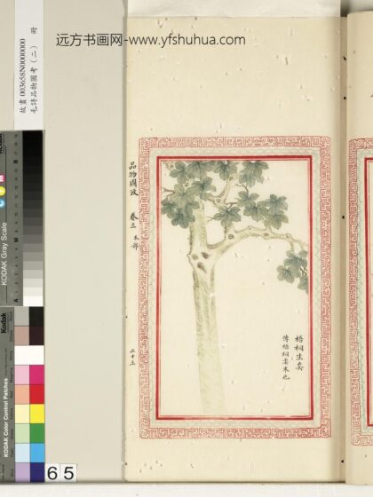 毛诗品物图考（二）册 梧桐生矣 2.jpg