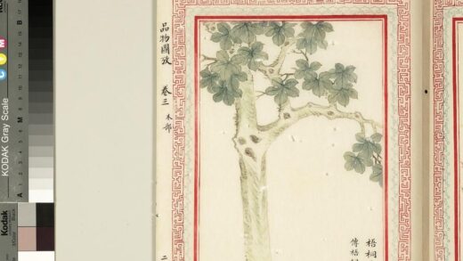 毛诗品物图考（二）册 梧桐生矣 2.jpg