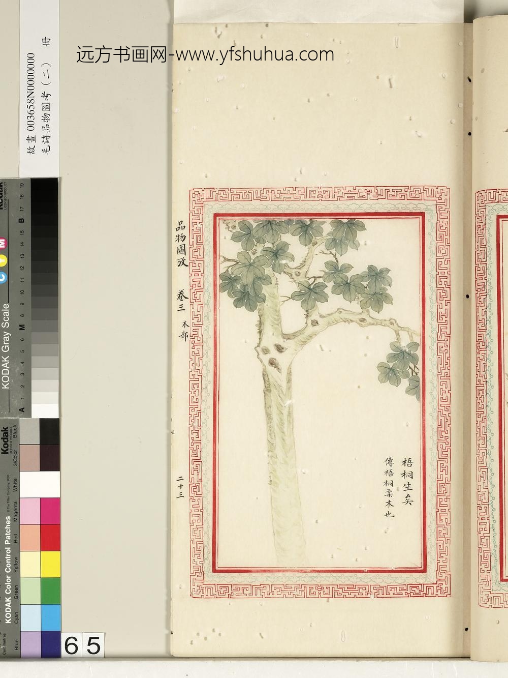 毛诗品物图考（二）册-梧桐生矣-