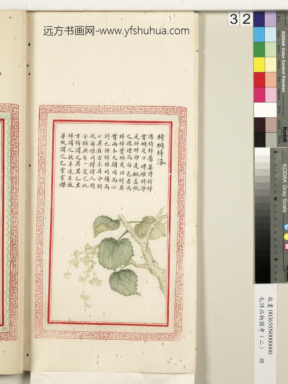 毛诗品物图考（二）册-椅桐梓漆-