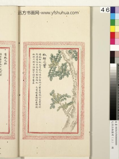 毛诗品物图考（二）册 椒聊之实 1.jpg