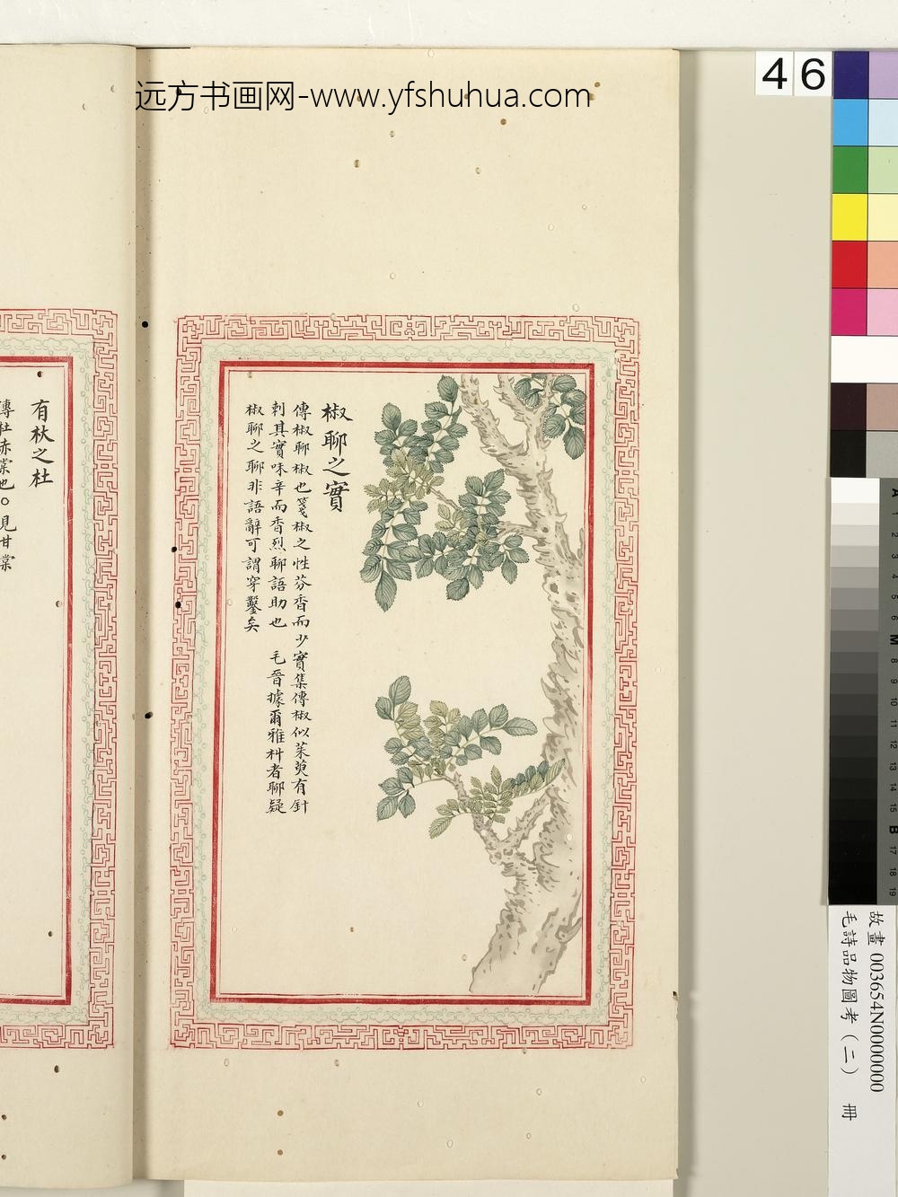 毛诗品物图考（二）册-椒聊之实-