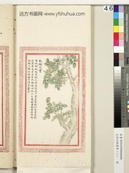 毛诗品物图考（二）册 椒聊之实 2.jpg