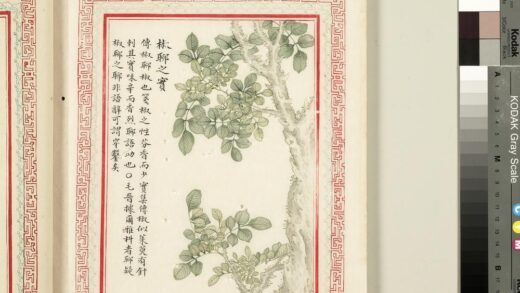 毛诗品物图考（二）册 椒聊之实 2.jpg