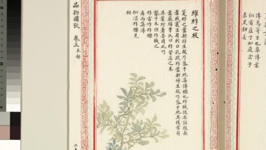 毛诗品物图考（二）册 维柞之枝柞棫拔矣榛楛济济其灌其栵 11.jpg