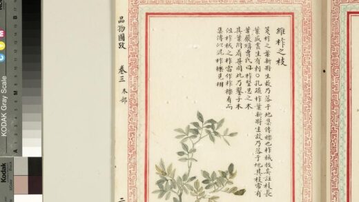毛诗品物图考（二）册 维柞之枝柞棫拔矣榛楛济济其灌其栵 21.jpg
