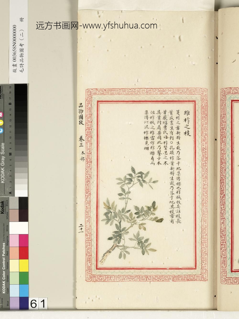 毛诗品物图考（二）册-维柞之枝柞棫拔矣榛楛济济其灌其栵-()