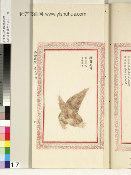 毛诗品物图考（二）册 维笋及蒲 1.jpg