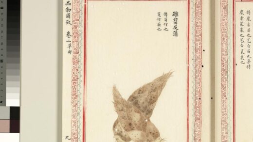 毛诗品物图考（二）册 维笋及蒲 1.jpg