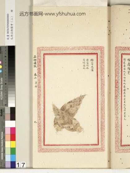 毛诗品物图考（二）册 维笋及蒲 2.jpg