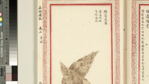 毛诗品物图考（二）册 维笋及蒲 2.jpg