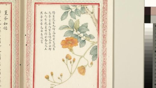 毛诗品物图考（二）册 苕之华芸其黄矣 1.jpg
