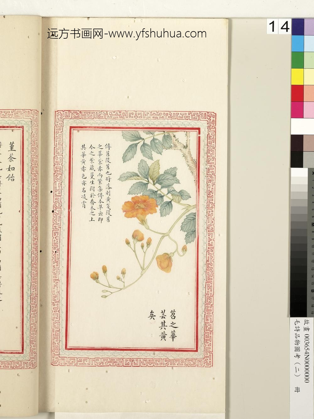 毛诗品物图考（二）册-苕之华芸其黄矣-