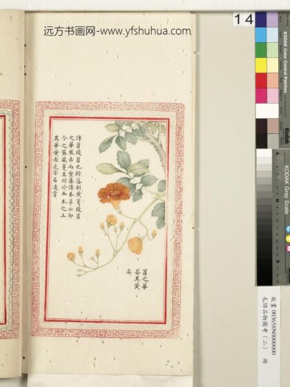 毛诗品物图考（二）册 苕之华芸其黄矣 2.jpg