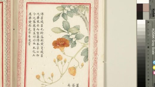 毛诗品物图考（二）册 苕之华芸其黄矣 2.jpg