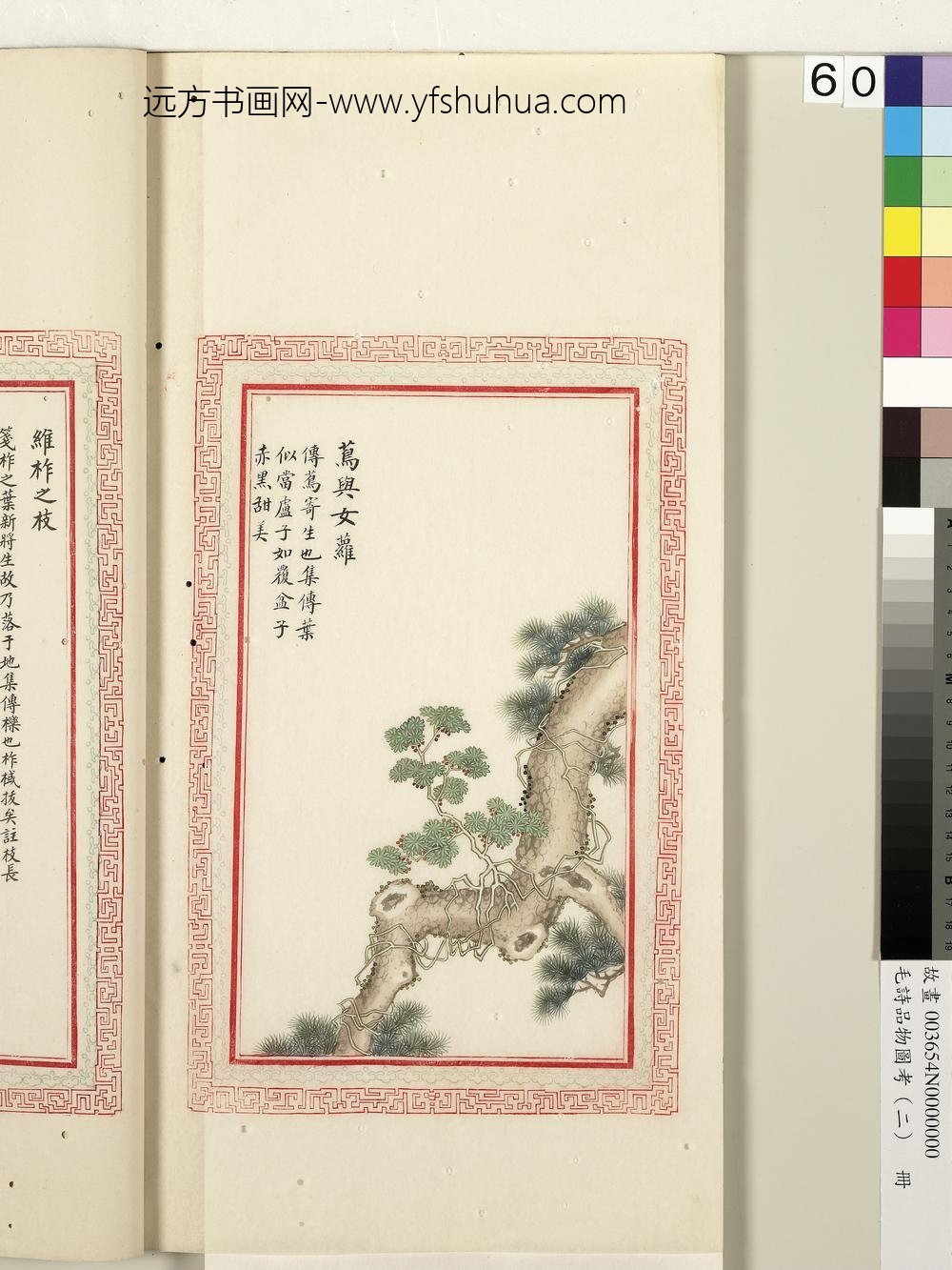 毛诗品物图考（二）册-茑与女萝-