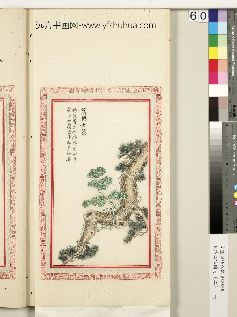 毛诗品物图考（二）册-茑与女萝-