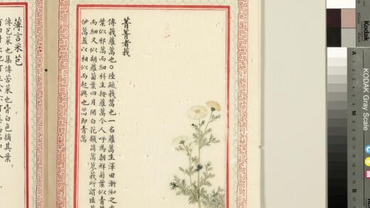 毛诗品物图考（二）册 菁菁者莪 2.jpg