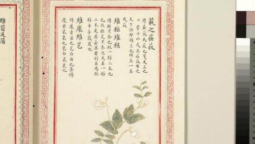 毛诗品物图考（二）册 蓺之荏菽维秬维秠维穈维芑 1.jpg