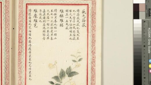 毛诗品物图考（二）册 蓺之荏菽维秬维秠维穈维芑 2.jpg