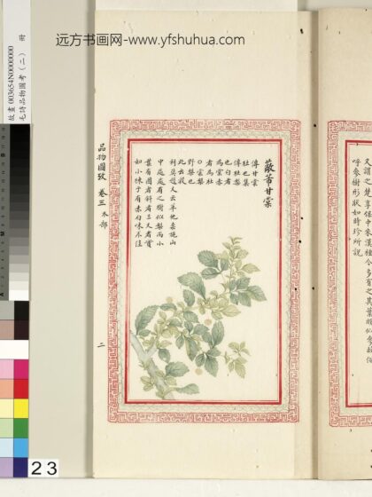 毛诗品物图考（二）册 蔽芾甘棠 1.jpg