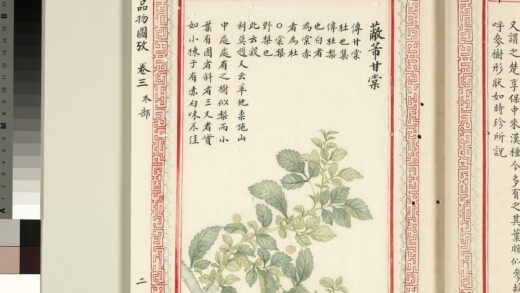 毛诗品物图考（二）册 蔽芾甘棠 1.jpg