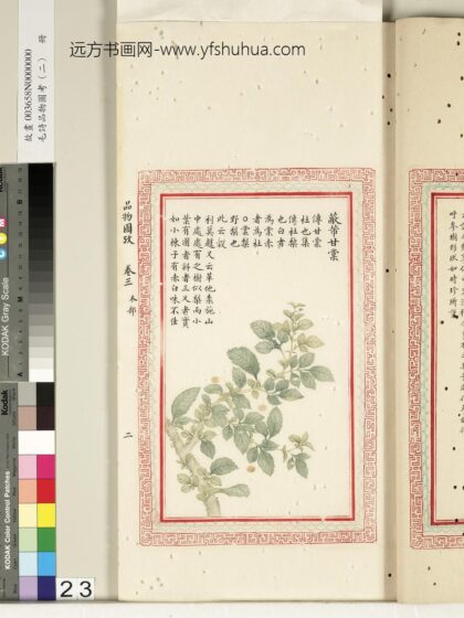 毛诗品物图考（二）册 蔽芾甘棠 2.jpg