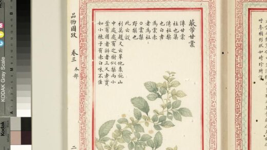 毛诗品物图考（二）册 蔽芾甘棠 2.jpg